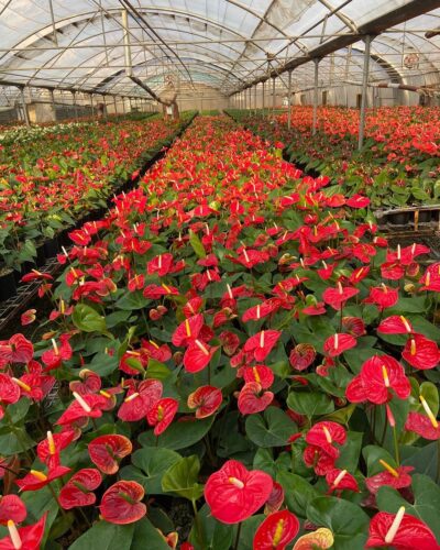 anthurium.shopping 20230524 0003