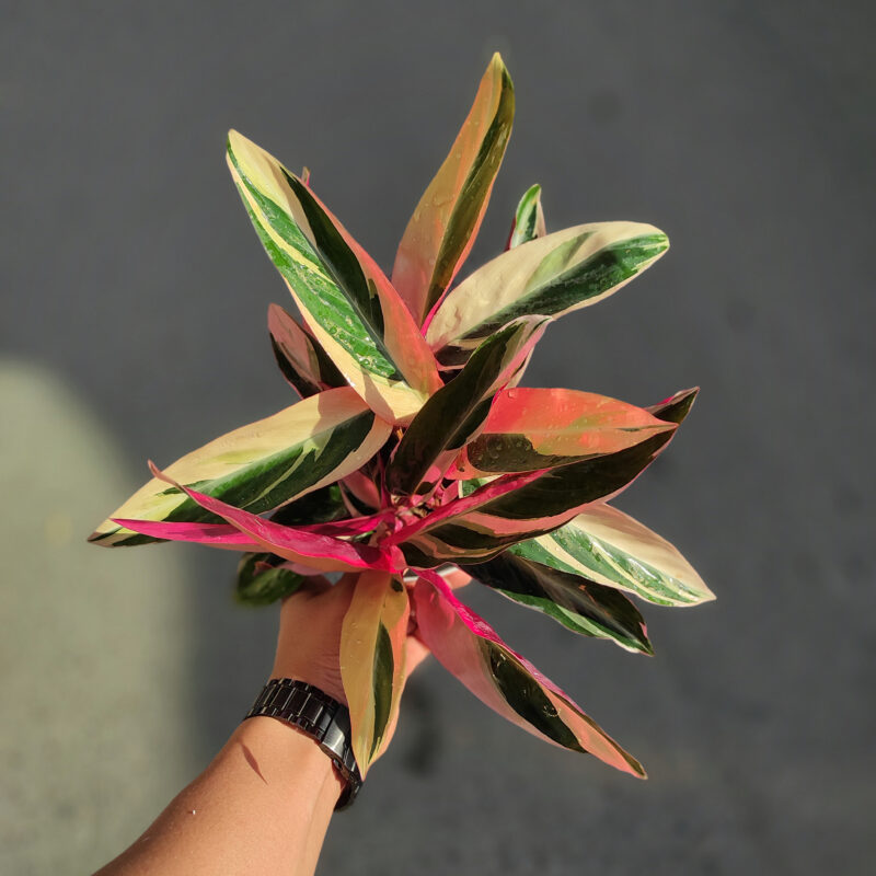 InShot 20231211 151715769