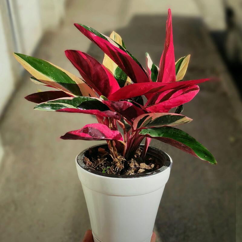 InShot 20231211 182809817