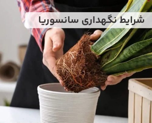 روش نگهداری سانسوریا